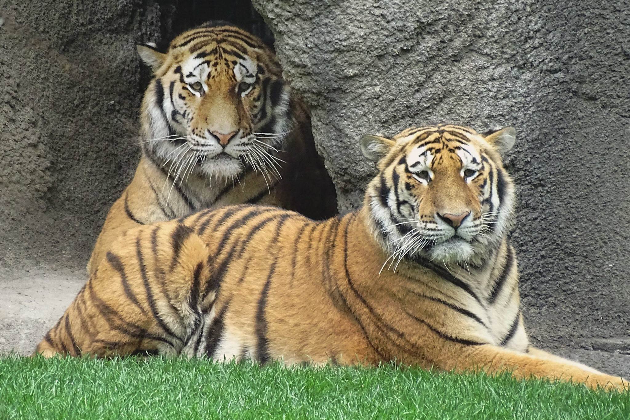 Detroit Zoo | Devereaux Tiger Forest